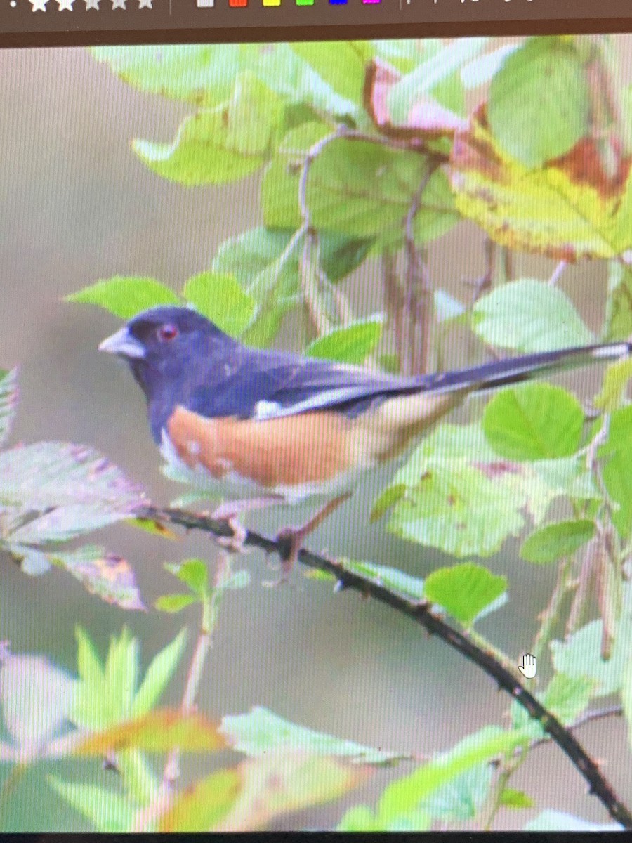 Eastern Towhee - ML441496311