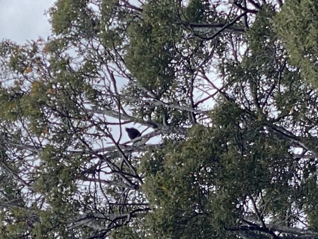 Pacific Koel - ML441496701