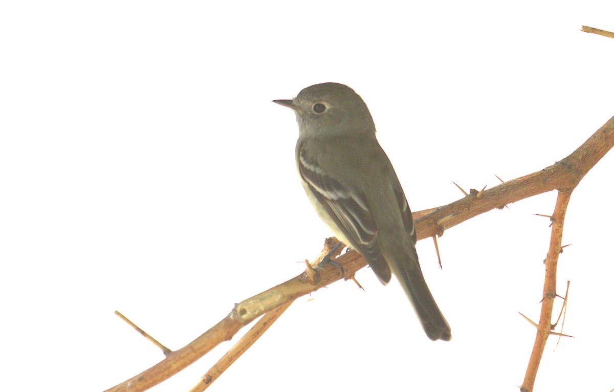 Hammond's Flycatcher - ML441497991