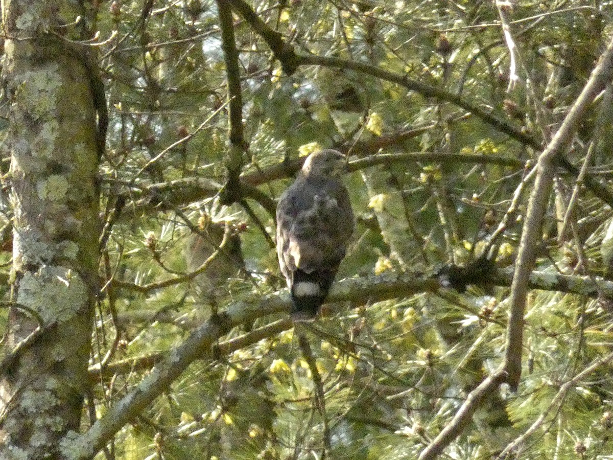 Broad-winged Hawk - ML441498261