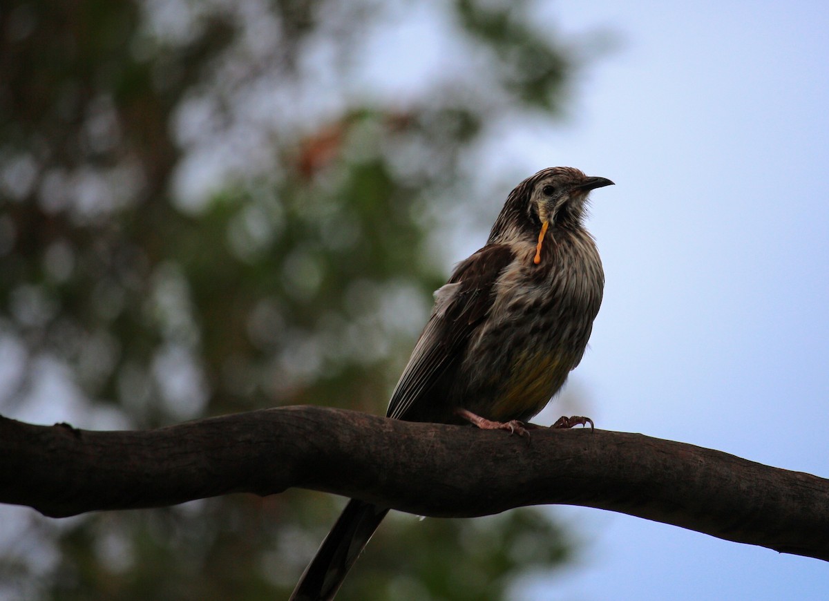Yellow Wattlebird - Kaz Werner