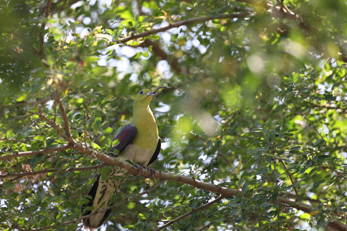 White-bellied Green-Pigeon - ML441499151
