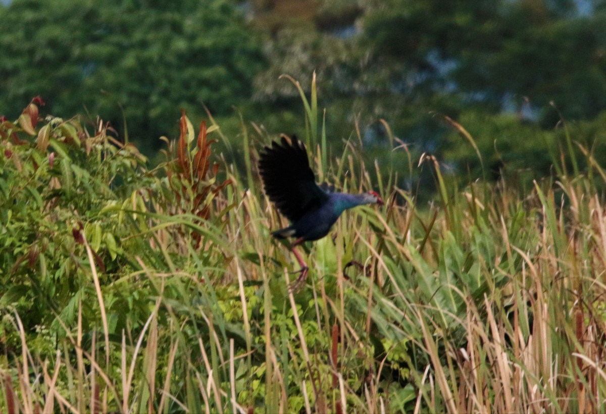 Gray-headed Swamphen - Fadzrun A.