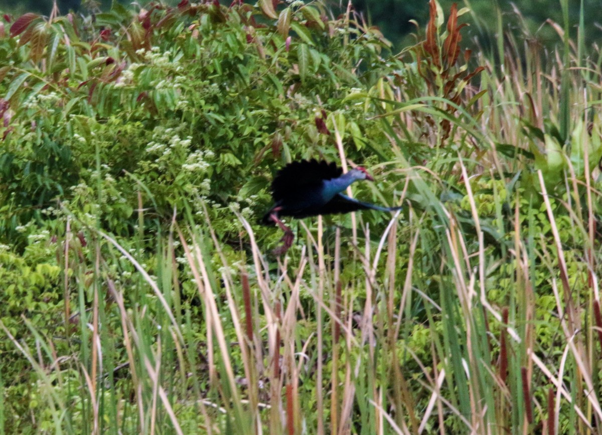 Gray-headed Swamphen - Fadzrun A.