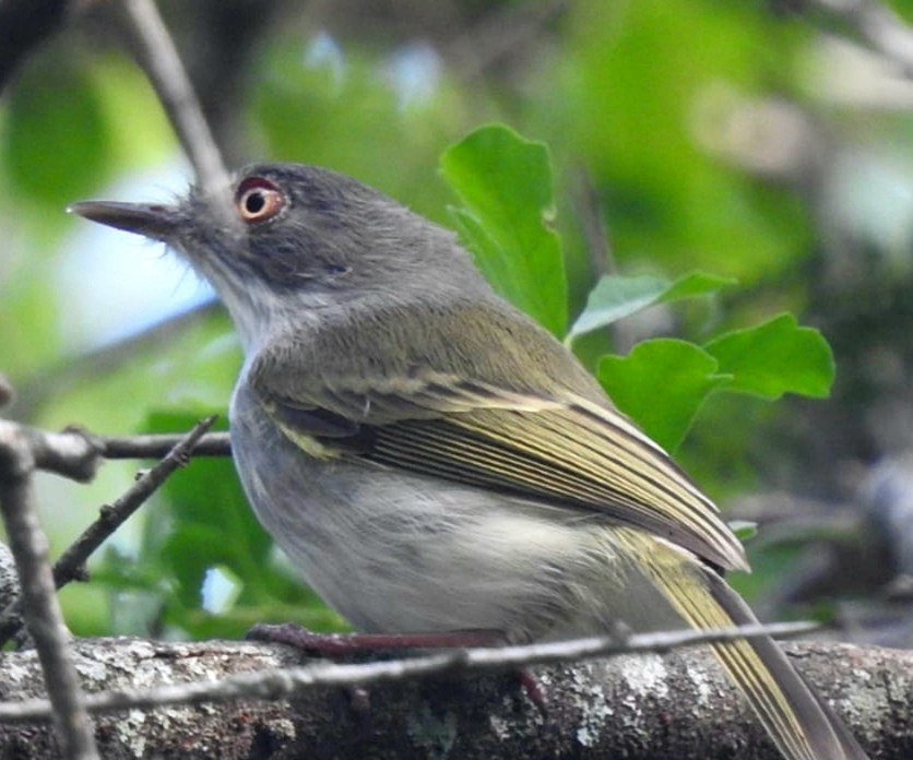 Pearly-vented Tody-Tyrant - ML441500561