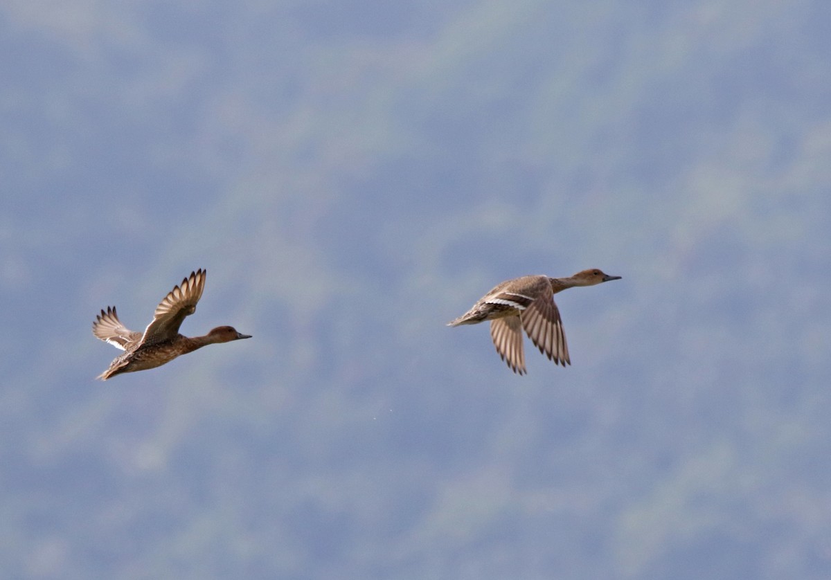 Northern Pintail - ML44150071