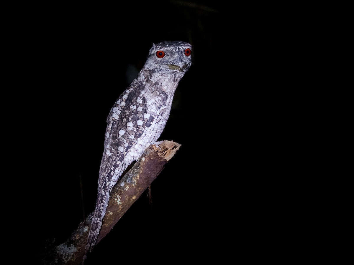 Papuan Frogmouth - ML441501611