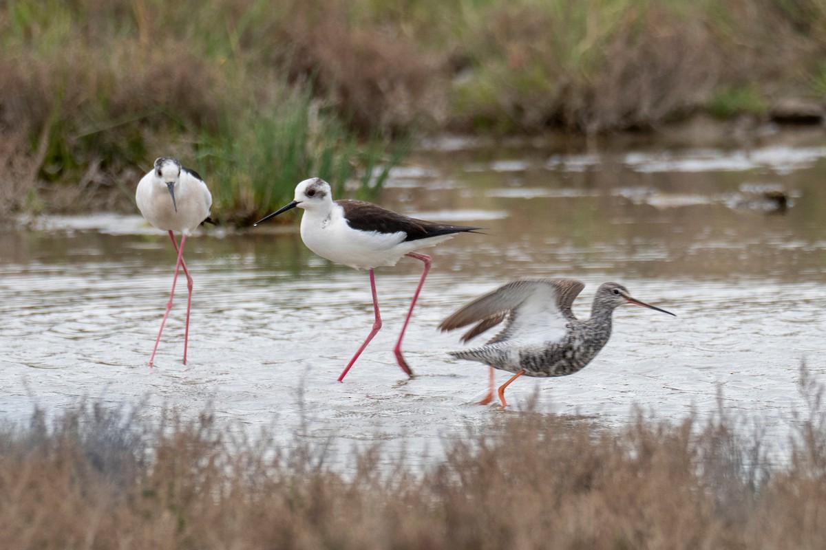 Spotted Redshank - ML441501641