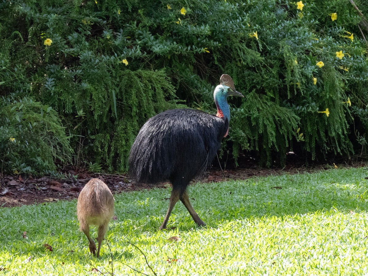 Southern Cassowary - ML441501741