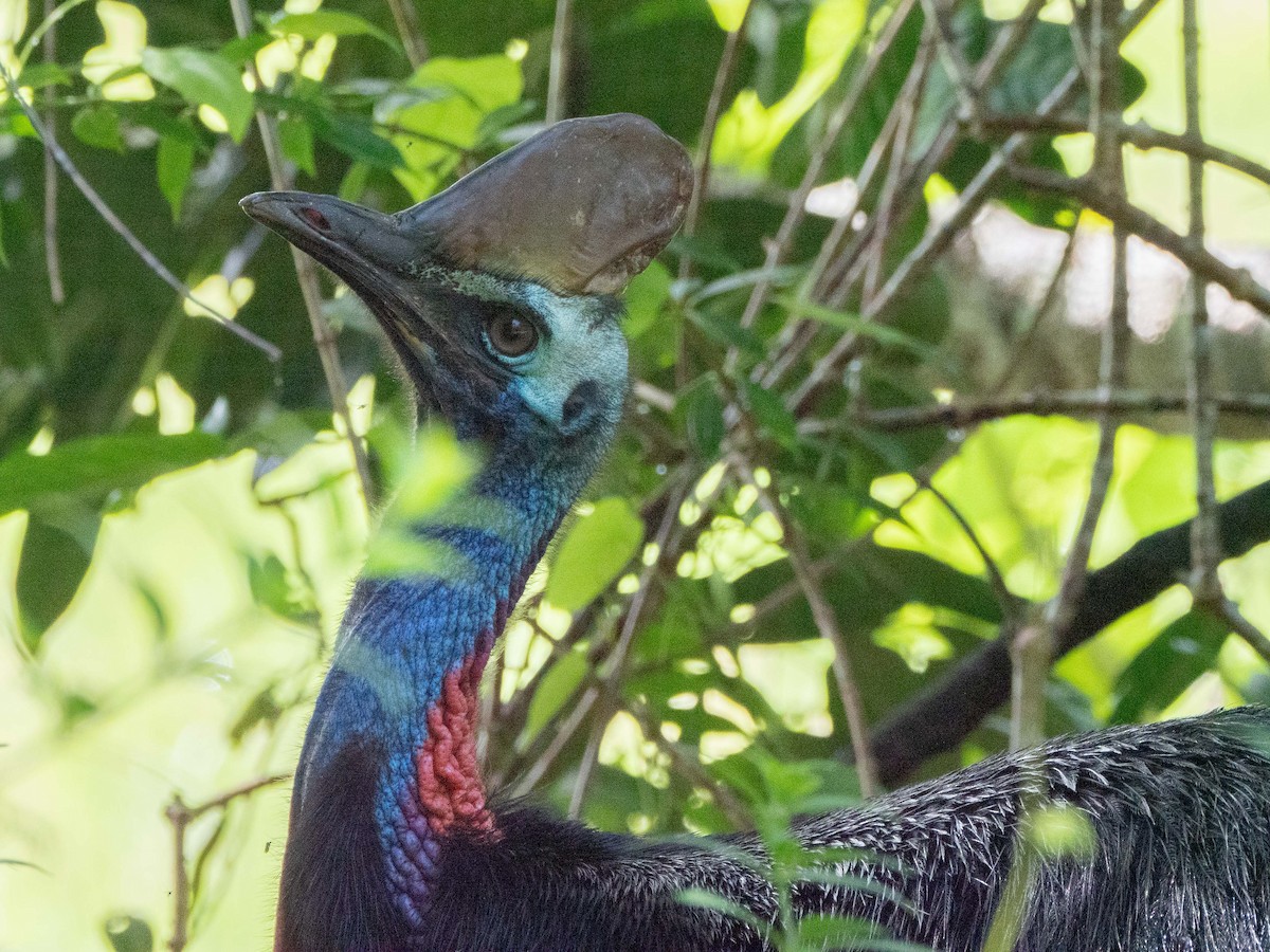Southern Cassowary - ML441501751