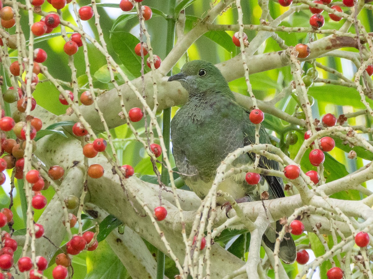 Superb Fruit-Dove - ML441501791