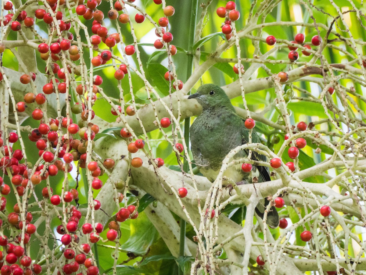 Superb Fruit-Dove - ML441501811