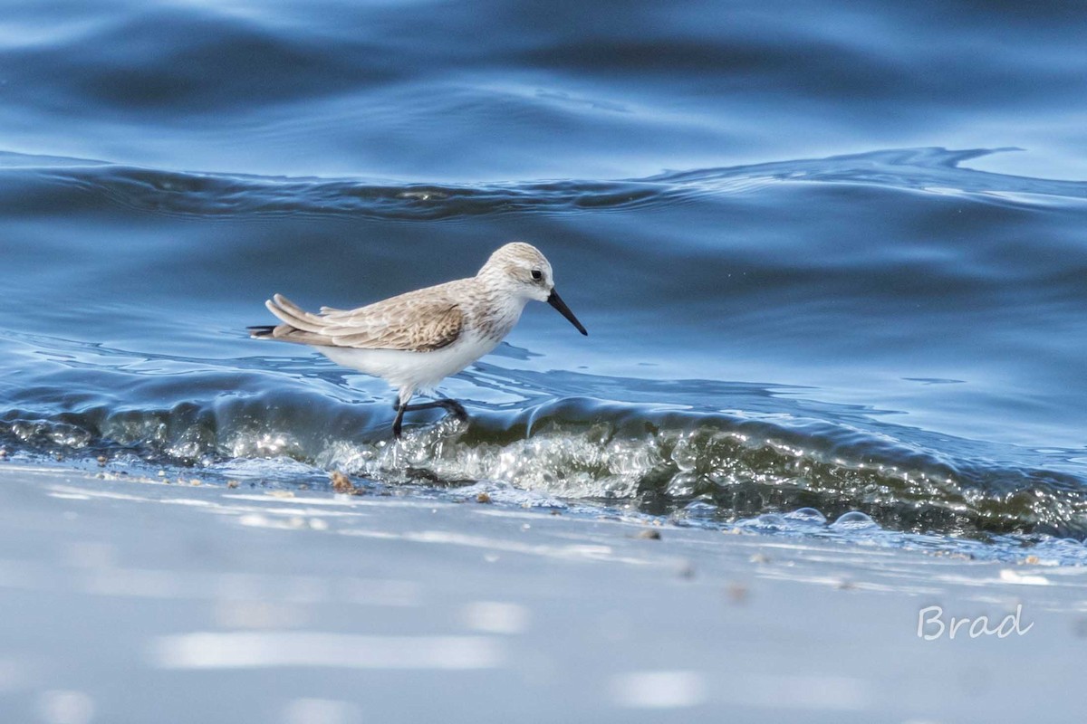 Western Sandpiper - Brad Argue