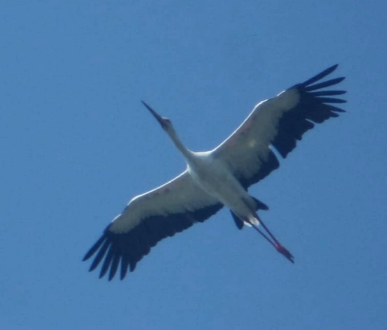 Maguari Stork - ML441502361