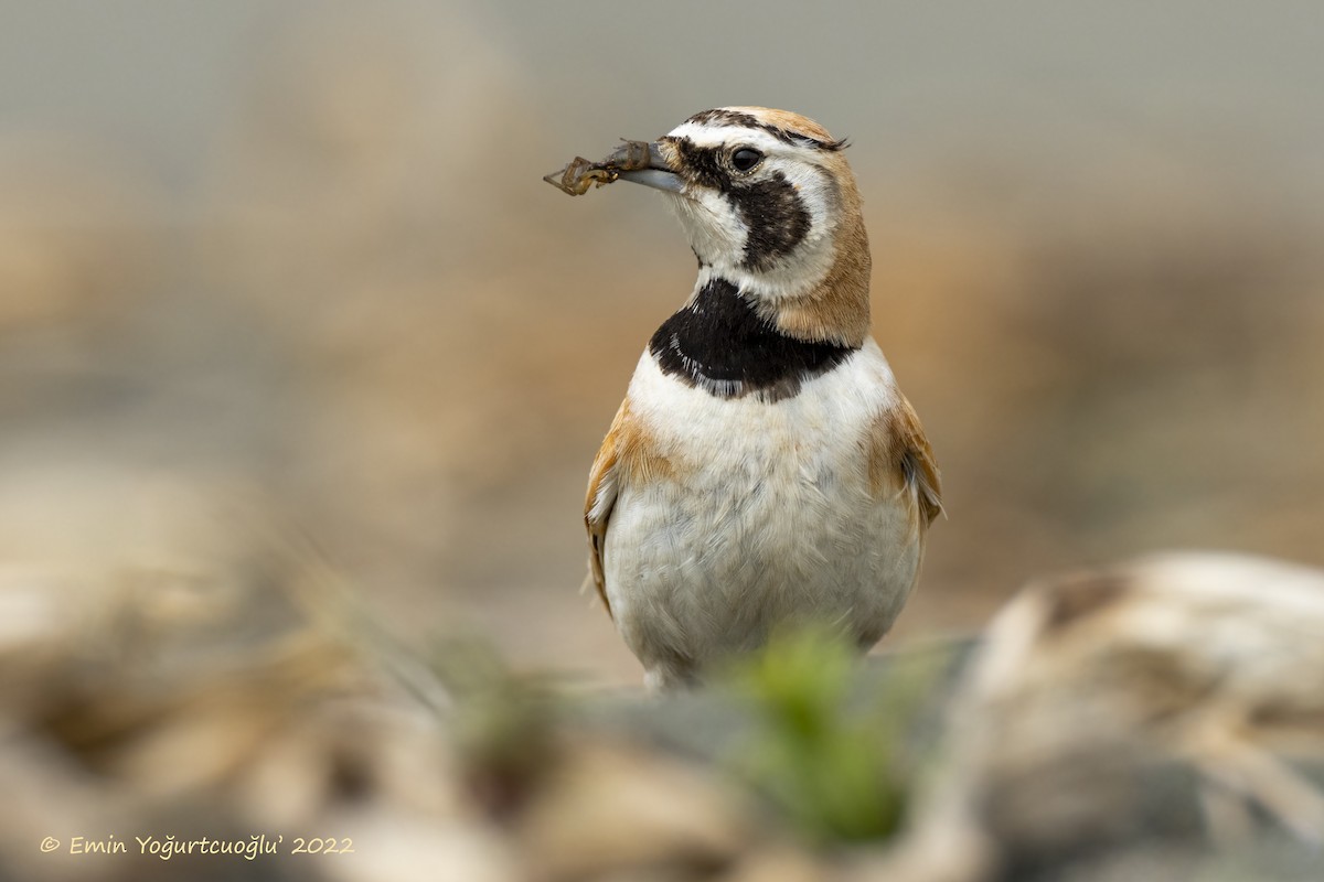 Temminck's Lark - Emin Yogurtcuoglu I birddetective