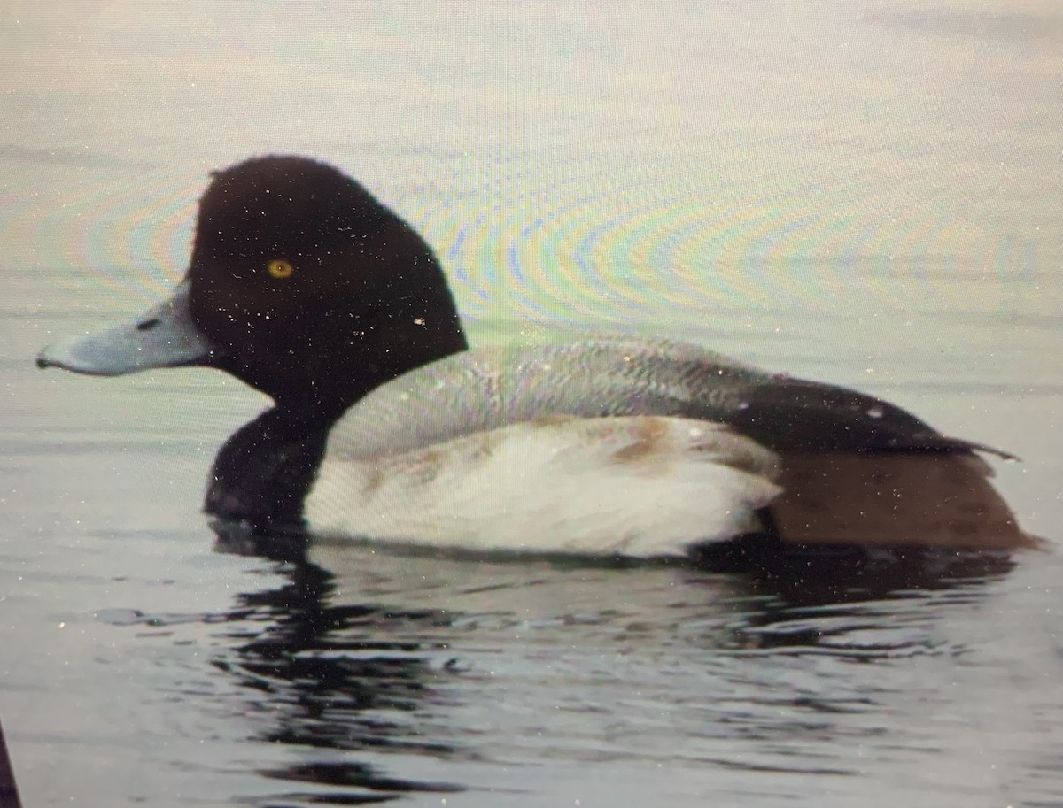 Greater Scaup - ML441503491