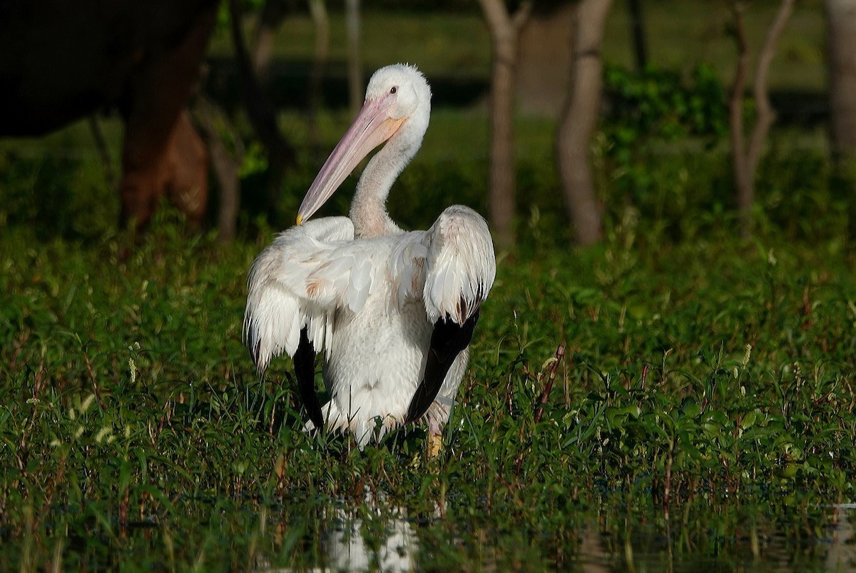 American White Pelican - ML441503681