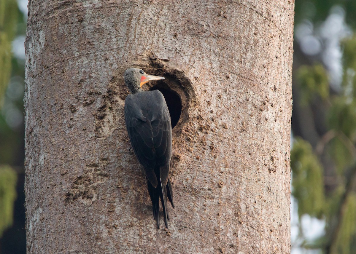 Great Slaty Woodpecker - ML441504301