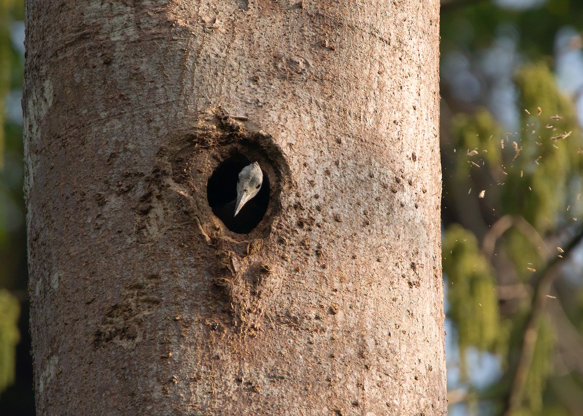 Great Slaty Woodpecker - ML441504311