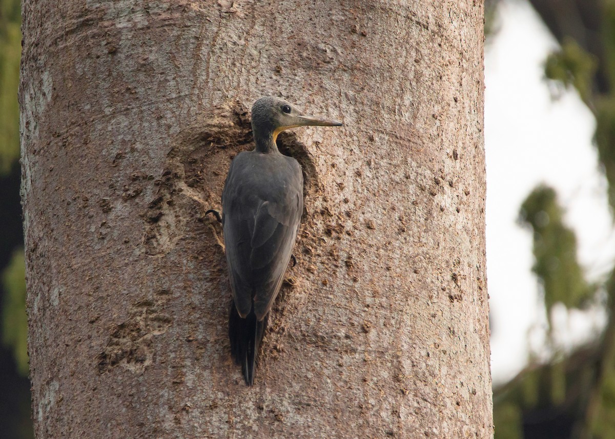 Great Slaty Woodpecker - ML441504321