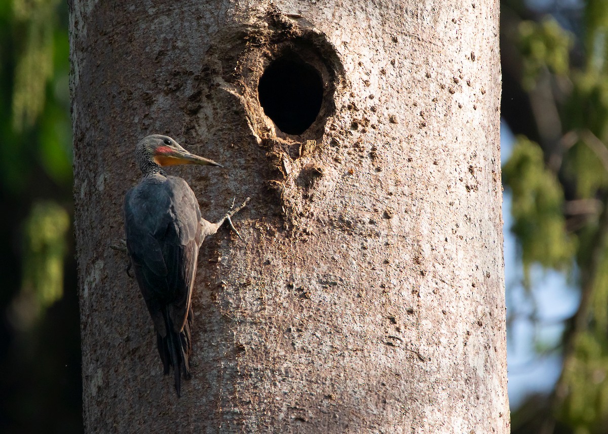 Great Slaty Woodpecker - ML441504331