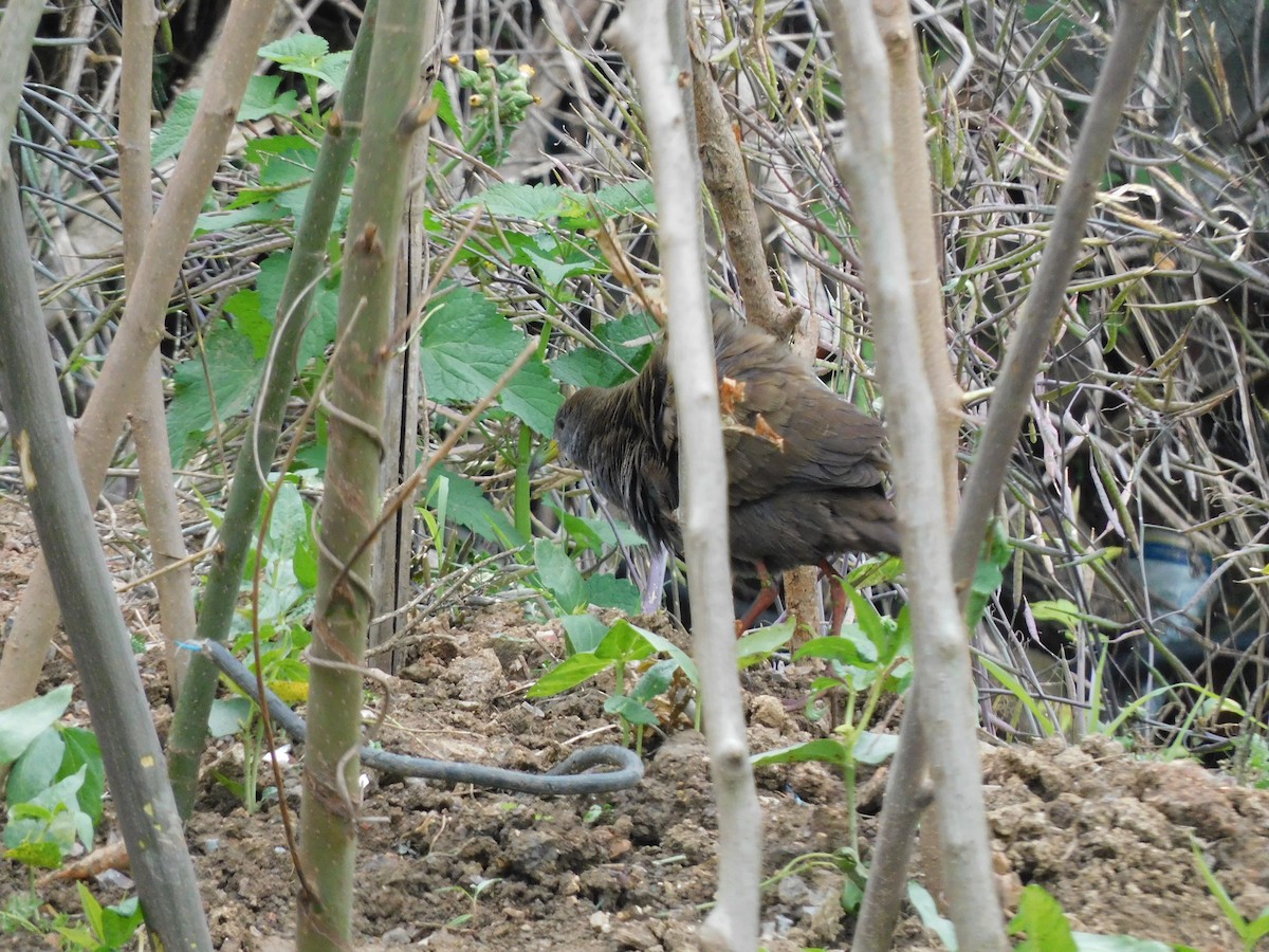 Brown Crake - ML441504531