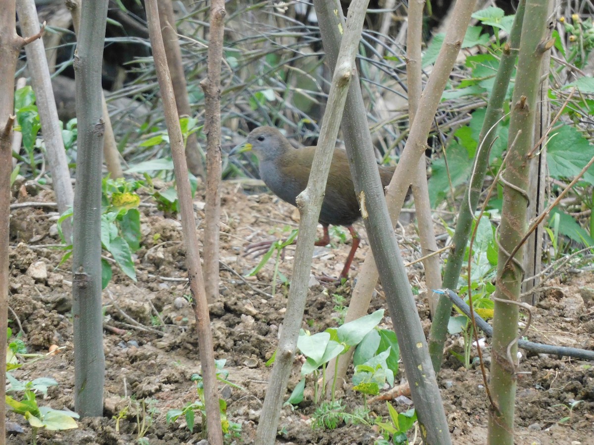 Brown Crake - ML441504551