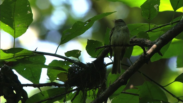 Acadian Flycatcher - ML441505