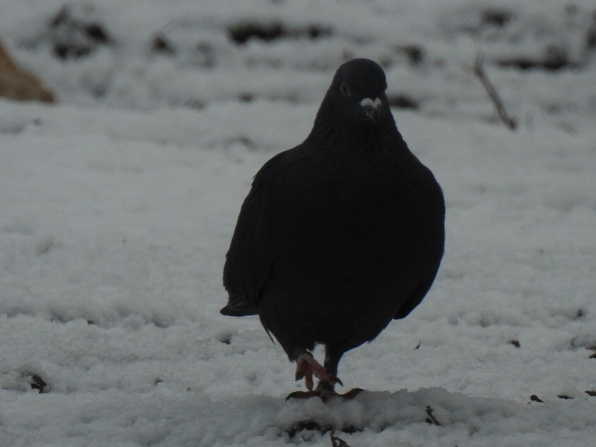 Rock Pigeon (Feral Pigeon) - ML44150531