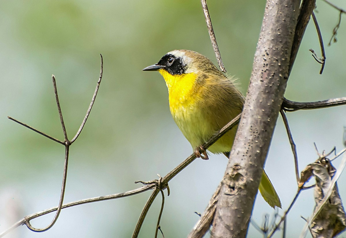 Common Yellowthroat - ML441505311