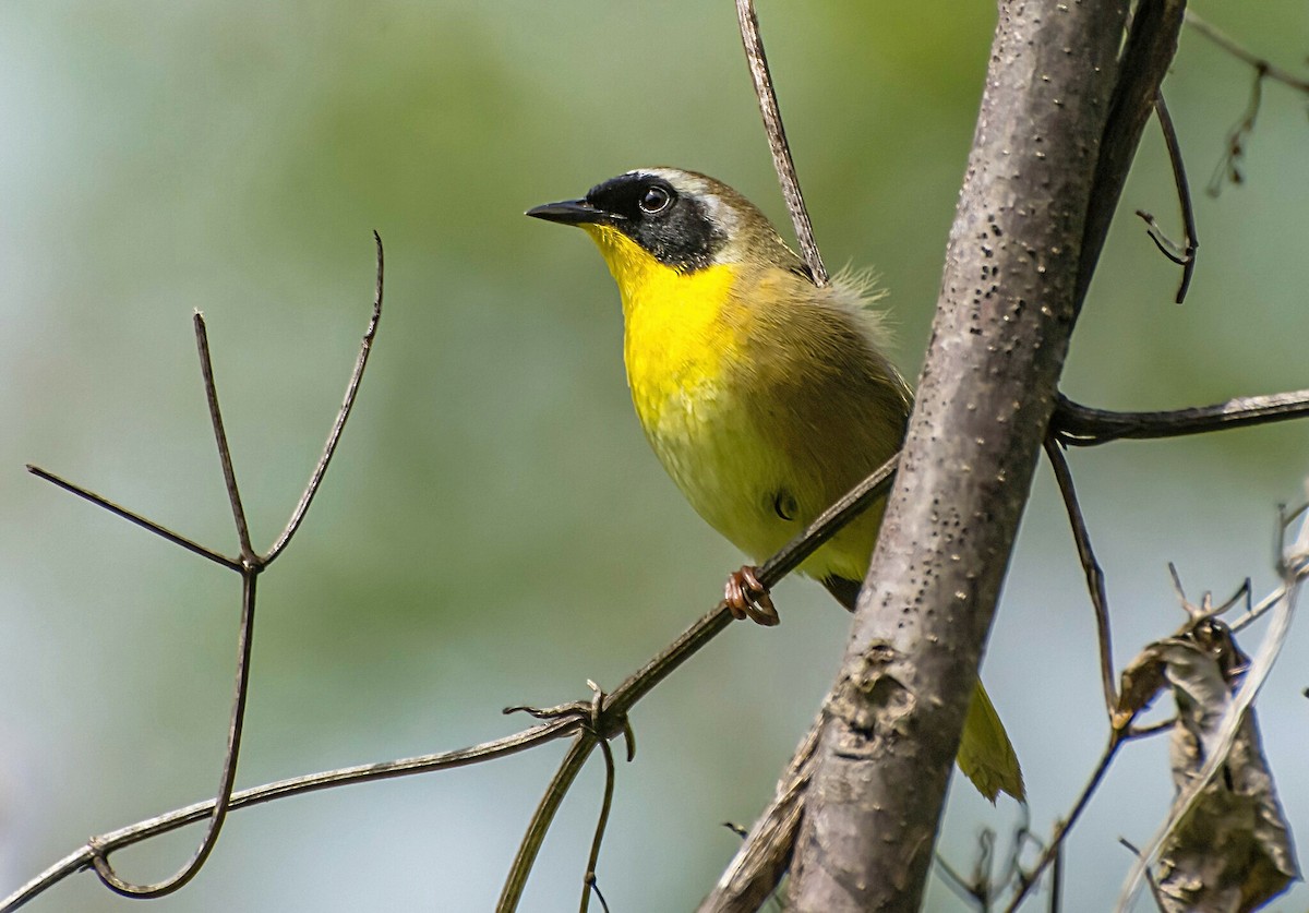 Common Yellowthroat - ML441505321