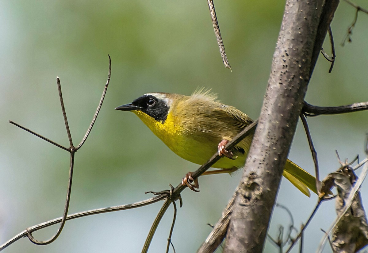 Common Yellowthroat - ML441505331