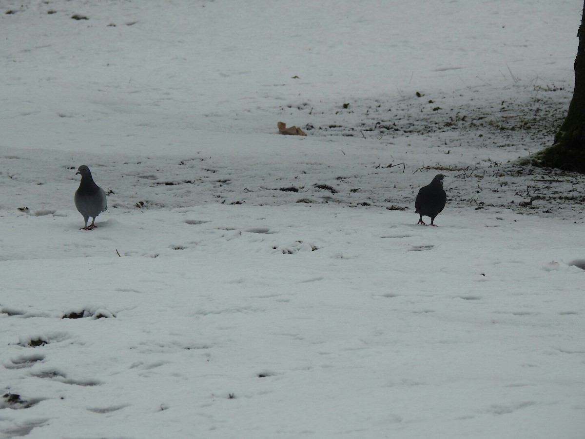 Rock Pigeon (Feral Pigeon) - ML44150541