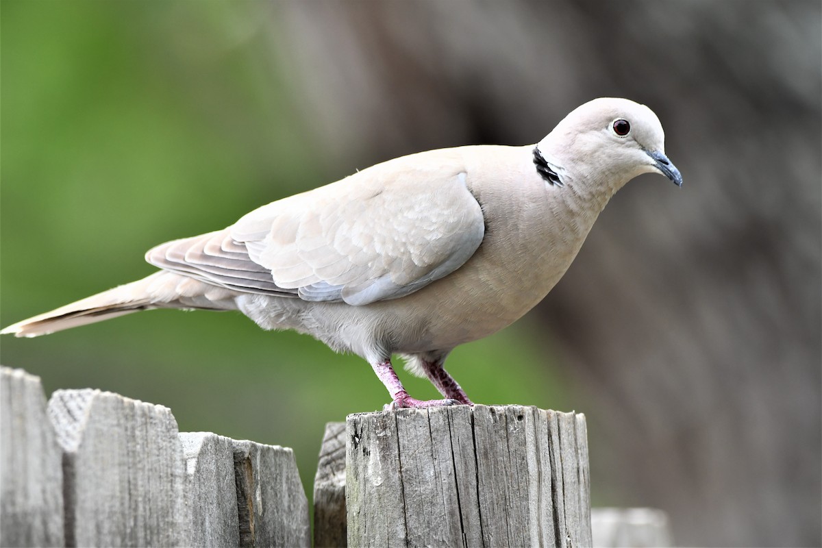 Eurasian Collared-Dove - ML441505891