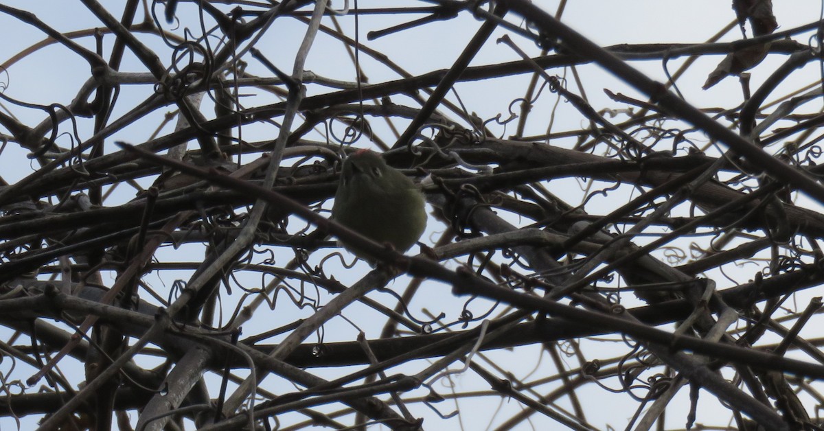 Ruby-crowned Kinglet - ML44150591