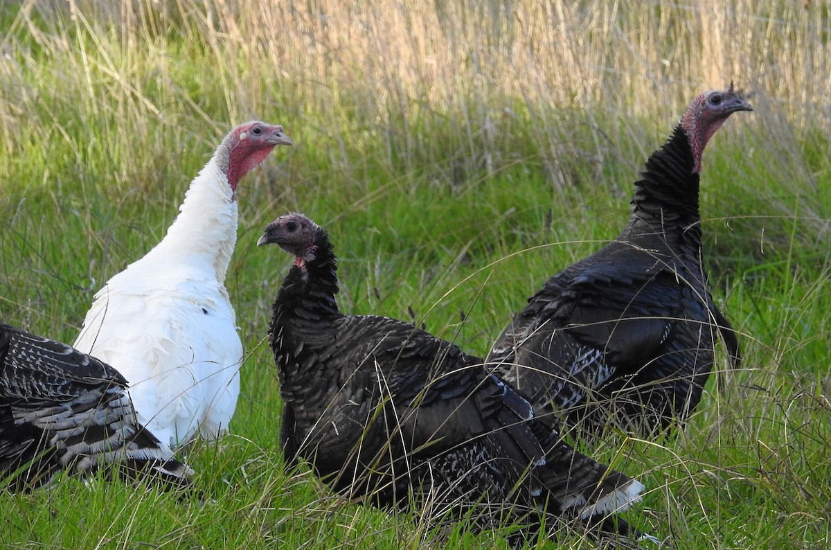 Pavo Común (doméstico) - ML441507261