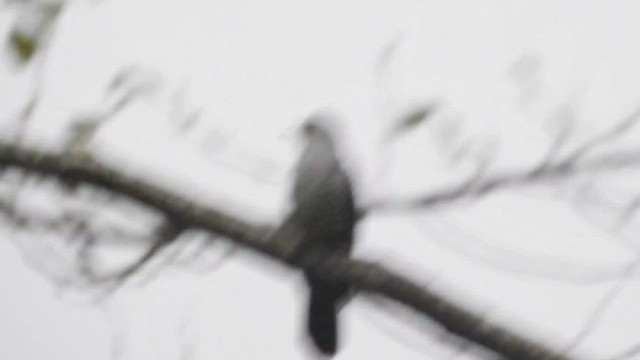 Хурган хөхөө - ML441508181