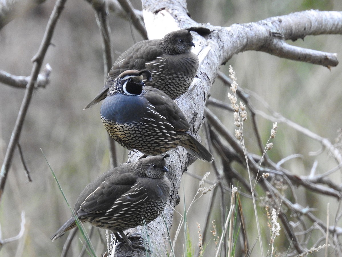 California Quail - ML441508291