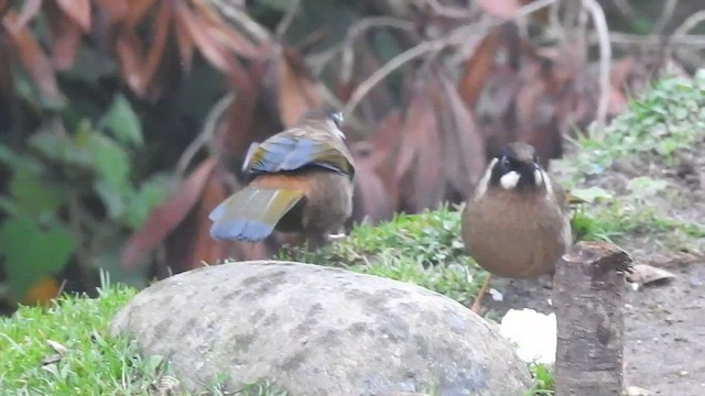 Black-faced Laughingthrush - ML441508891