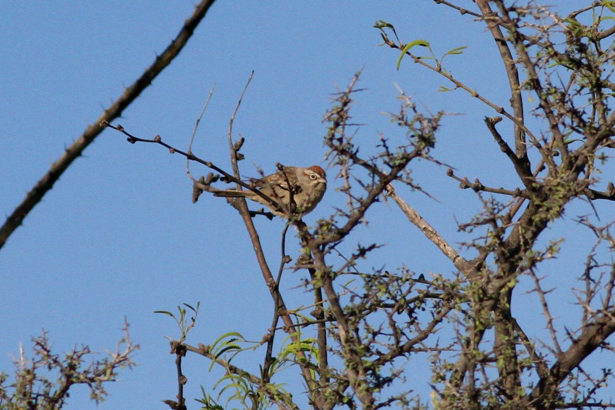 Rufous-crowned Sparrow - Robert Ostrowski