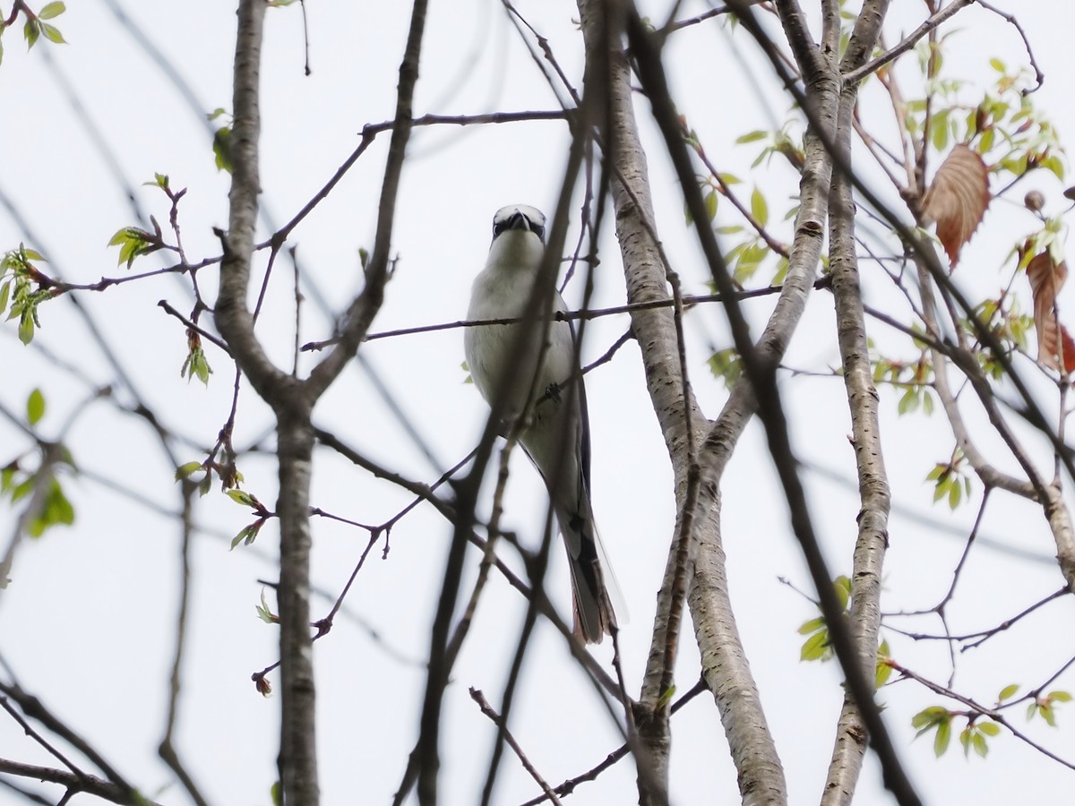 Ashy Minivet - ML441512471