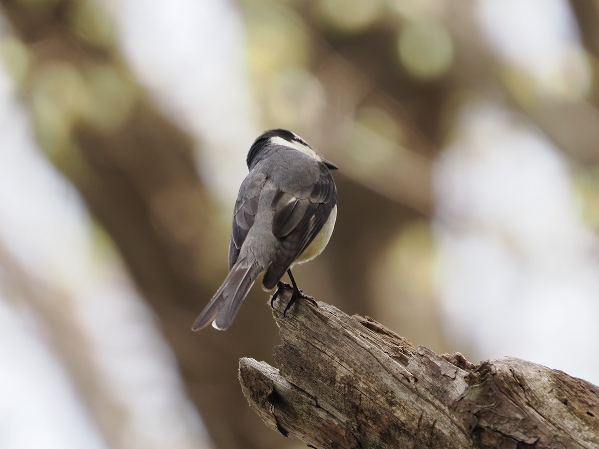 Minivet cendré - ML441512481