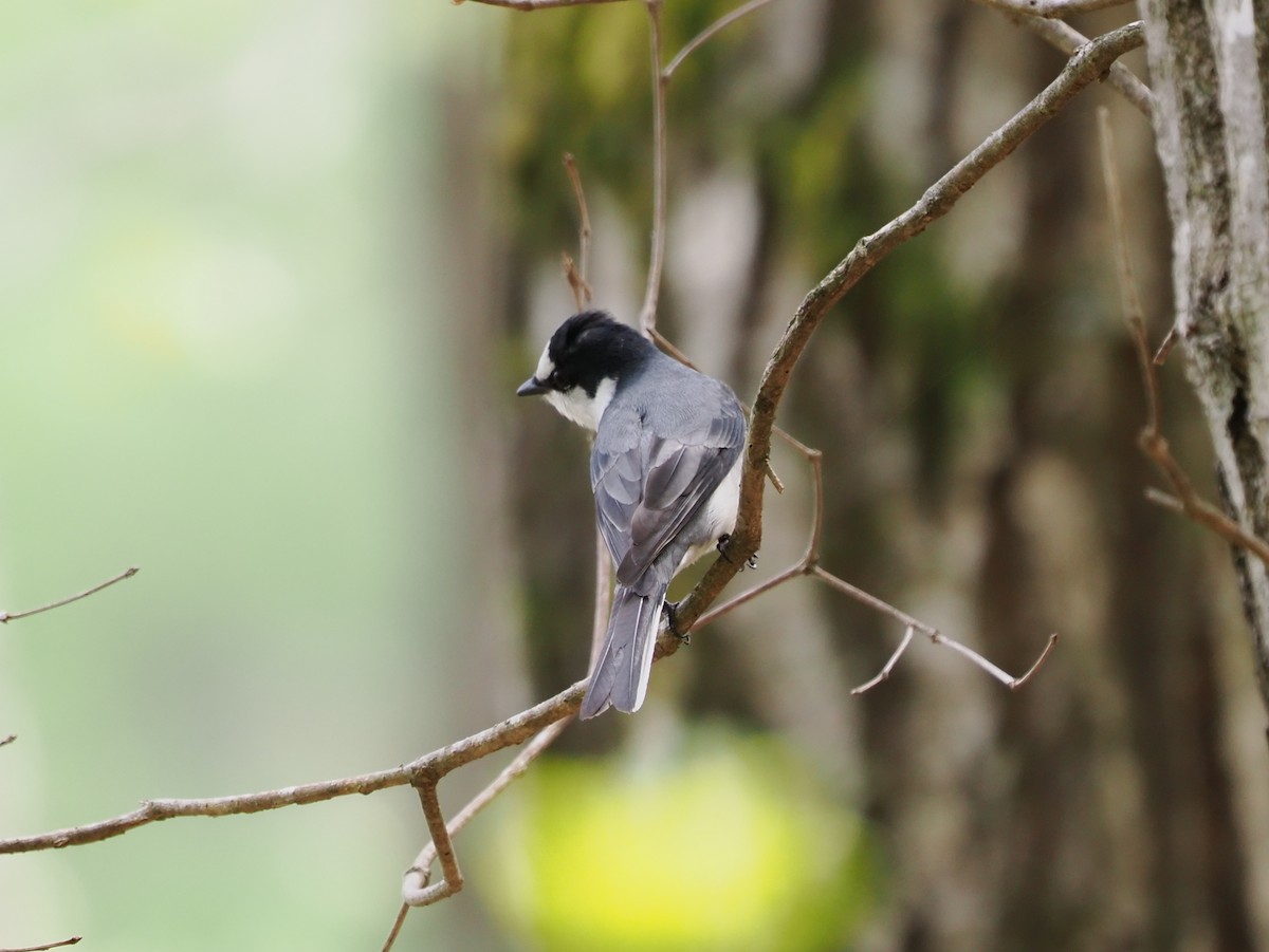 Minivet Ceniciento - ML441512491