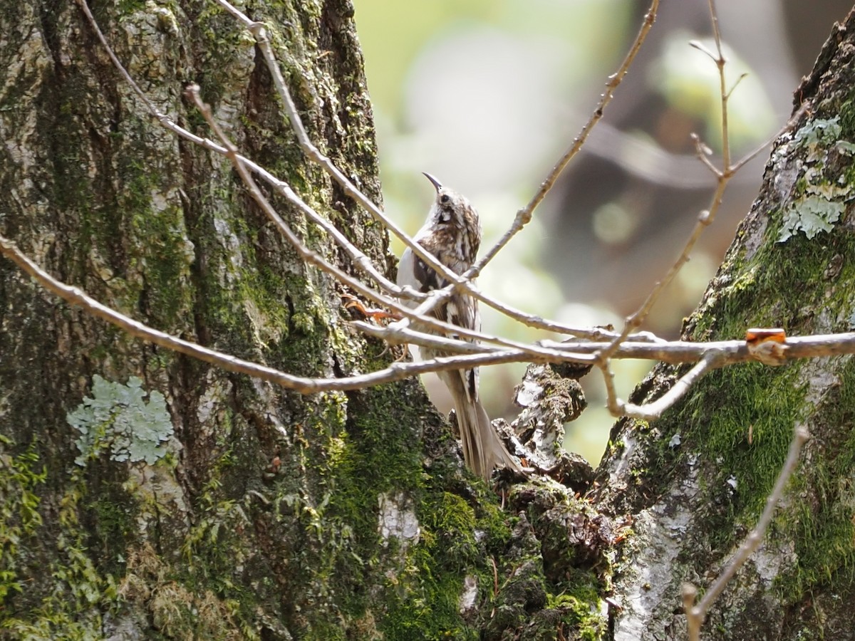 Eurasian Treecreeper - ML441512771