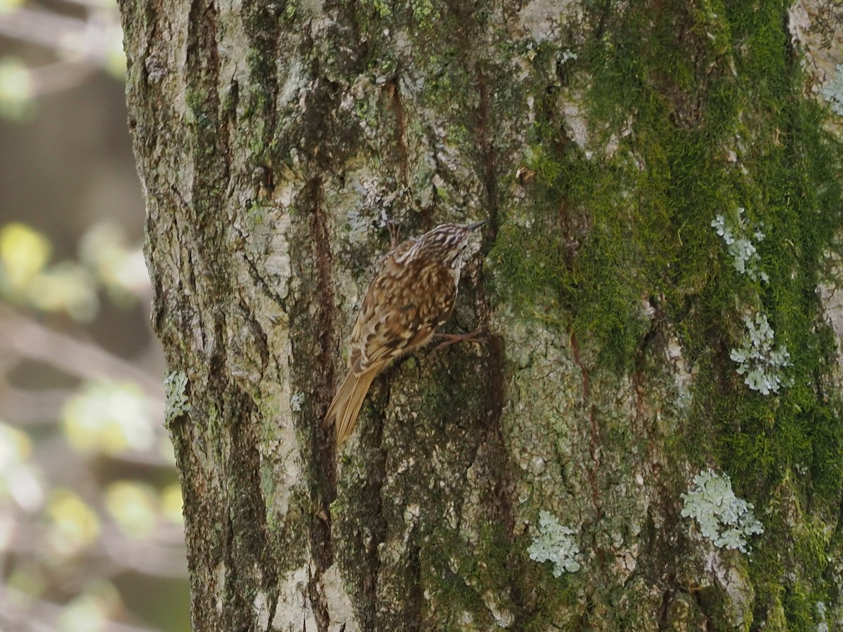 Eurasian Treecreeper - ML441512811