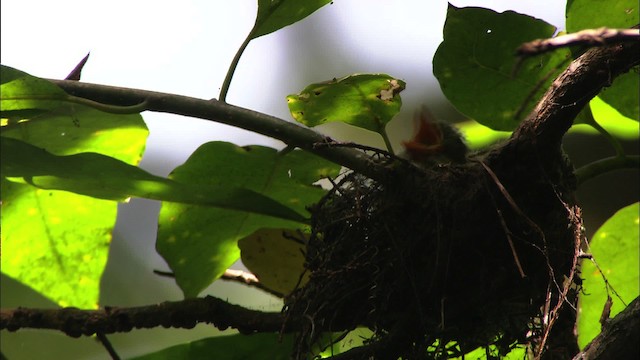 Acadian Flycatcher - ML441513