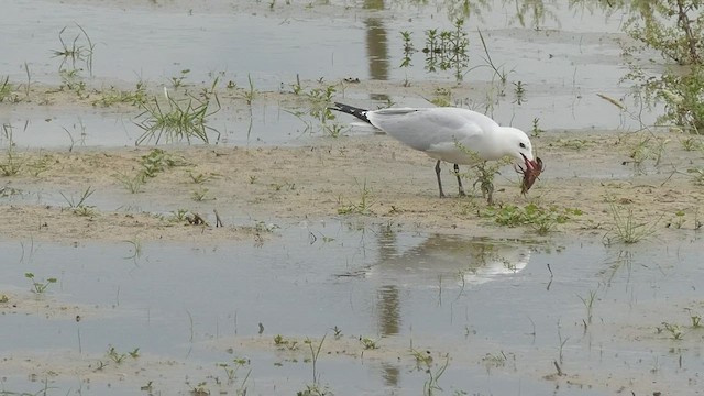 Gaviota de Audouin - ML441516461