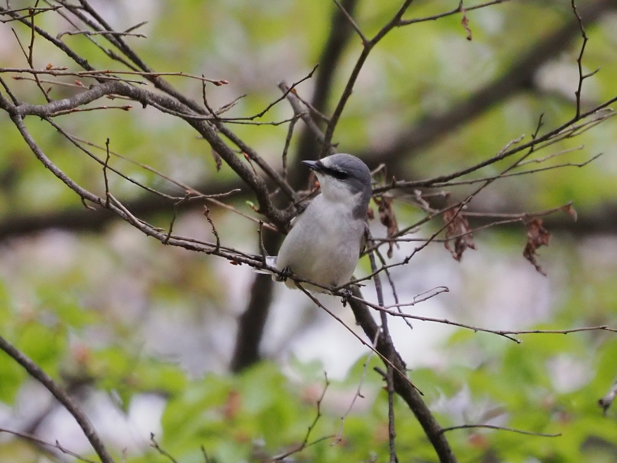 Minivet Ceniciento - ML441516551