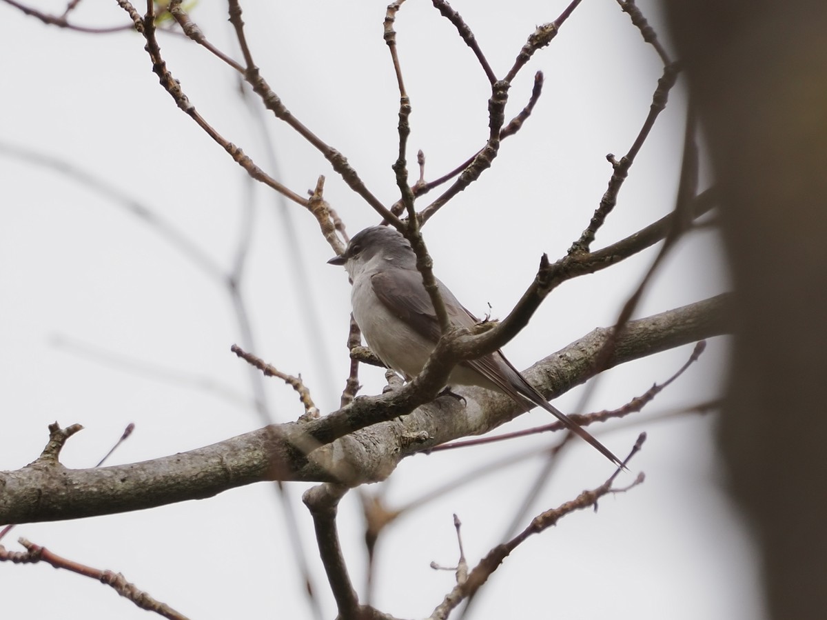 Minivet Ceniciento - ML441516731