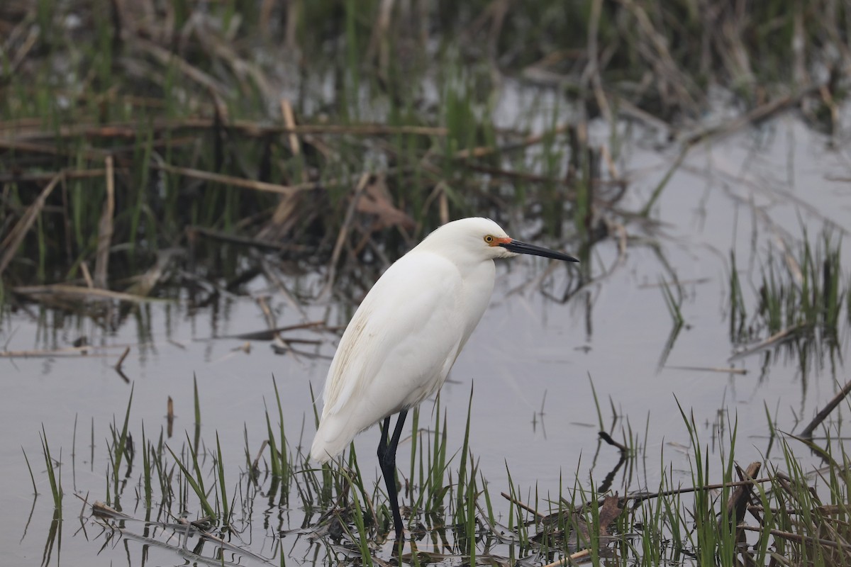 Snowy Egret - ML441517511